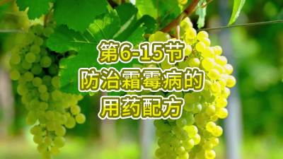 第6-15节-防治霜霉病的用药配方