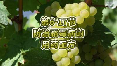 第6-17节-防治霜霉病的用药配方