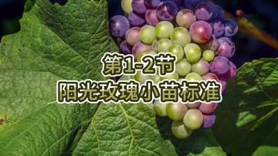 第1-2节-阳光玫瑰小苗标准