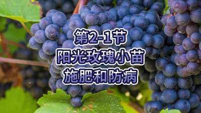 第2-1节-阳光玫瑰小苗施肥和防病