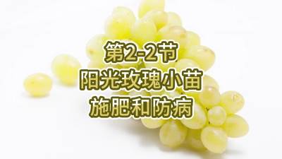 第2-2节-阳光玫瑰小苗施肥和防病