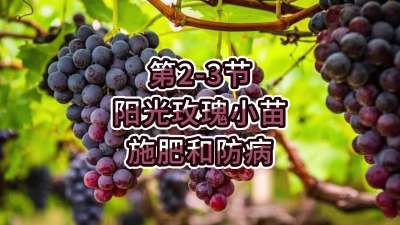 第2-3节-阳光玫瑰小苗施肥和防病