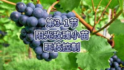 第3-1节-阳光玫瑰小苗旺枝控制