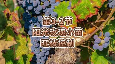 第3-2节-阳光玫瑰小苗旺枝控制