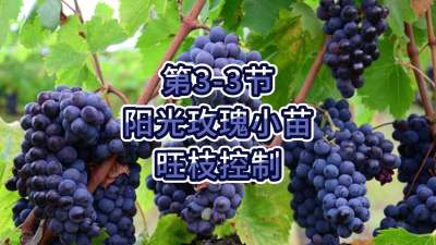 第3-3节-阳光玫瑰小苗旺枝控制