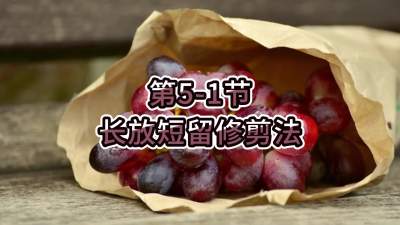第5-1节-长放短留修剪法