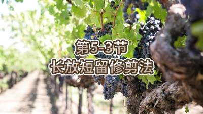 第5-3节-长放短留修剪法