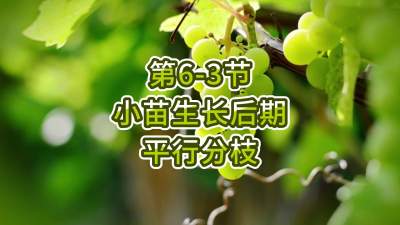 第6-3节-小苗生长后期平行分枝
