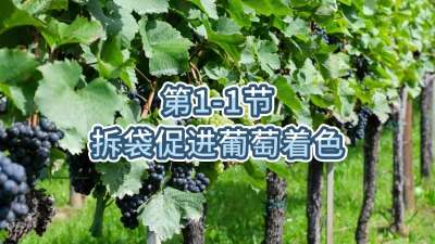 第1-1节-拆袋促进葡萄着色