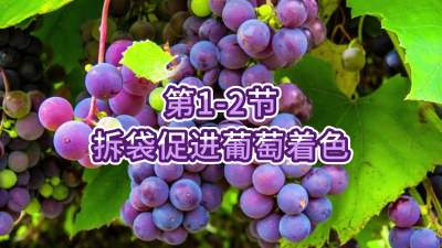 第1-2节-拆袋促进葡萄着色