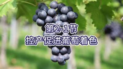 第2-1节-控产促进葡萄着色