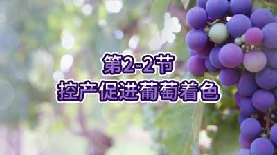 第2-2节-控产促进葡萄着色