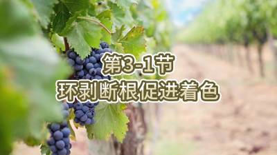第3-1节-环剥断根促进着色