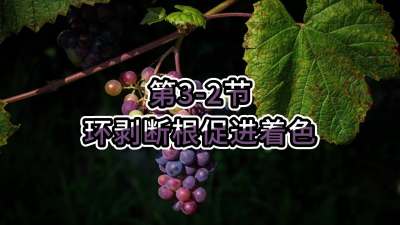 第3-2节-环剥断根促进着色
