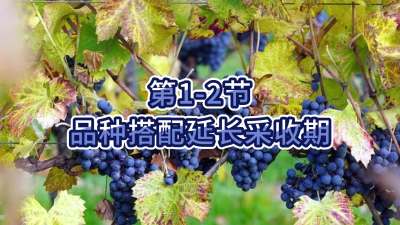 第1-2节-品种搭配延长采收期