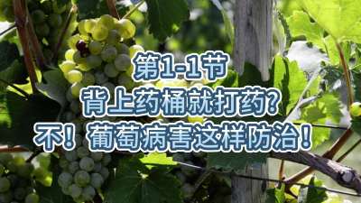 第1-1节-背上药桶就打药？不，葡萄病害这样防治！
