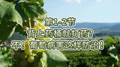 第1-2节-背上药桶就打药？不，葡萄病害这样防治！