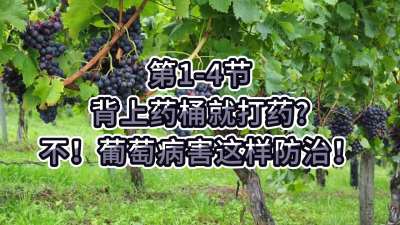 第1-4节-背上药桶就打药？不，葡萄病害这样防治！