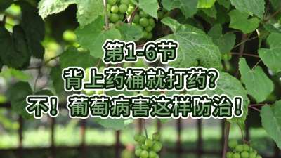 第1-6节-背上药桶就打药？不，葡萄病害这样防治！