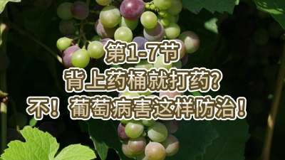 第1-7节-背上药桶就打药？不，葡萄病害这样防治！