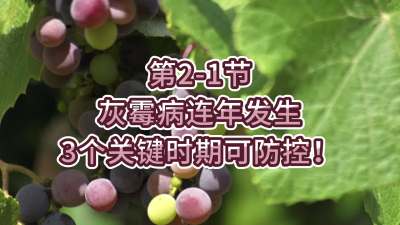 第2-1节-灰霉病连年发生，3个关键时期可防控！
