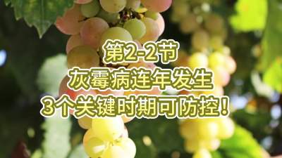 第2-2节-灰霉病连年发生，3个关键时期可防控！