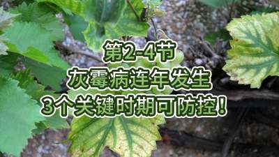 第2-4节-灰霉病连年发生，3个关键时期可防控！