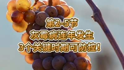 第2-5节-灰霉病连年发生，3个关键时期可防控！