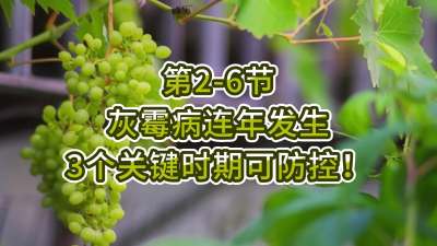 第2-6节-灰霉病连年发生，3个关键时期可防控！