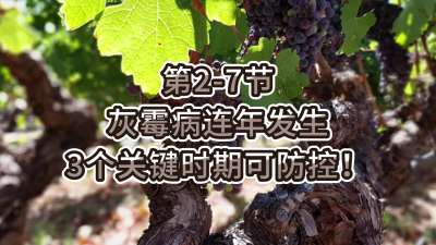 第2-7节-灰霉病连年发生，3个关键时期可防控！