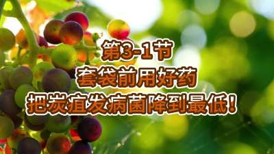 第3-1节-套袋前用好药，把炭疽发病菌降到最低！