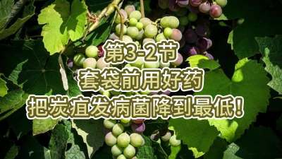 第3-2节-套袋前用好药，把炭疽发病菌降到最低！