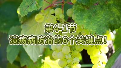 第4-1节-溃疡病防治的6个关键点！