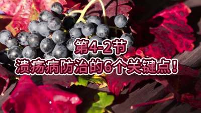 第4-2节-溃疡病防治的6个关键点！
