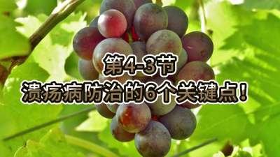 第4-3节-溃疡病防治的6个关键点！