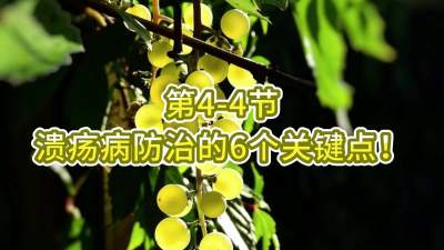 第4-4节-溃疡病防治的6个关键点！