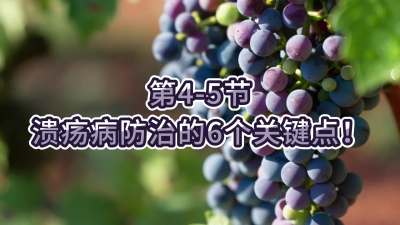 第4-5节-溃疡病防治的6个关键点！