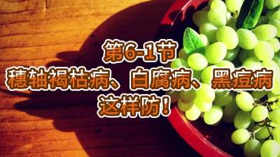 第6-1节-穗轴褐枯病、白腐病、黑痘病，这样防！
