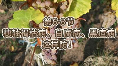 第6-3节-穗轴褐枯病、白腐病、黑痘病，这样防！