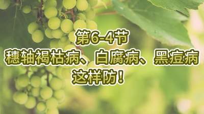 第6-4节-穗轴褐枯病、白腐病、黑痘病，这样防！