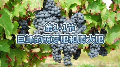 第1-1节-巨峰的萌芽肥和膨大肥
