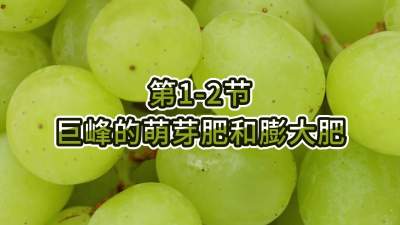 第1-2节-巨峰的萌芽肥和膨大肥