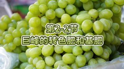 第2-2节-巨峰的转色肥和基肥