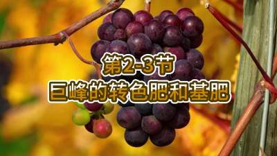 第2-3节-巨峰的转色肥和基肥