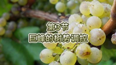第3节-巨峰的树势调控