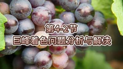 第4-2节-巨峰着色问题分析与解决