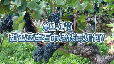 第1-1节-甜蜜蓝宝石市场钱景如何？