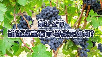 第1-2节-甜蜜蓝宝石市场钱景如何？