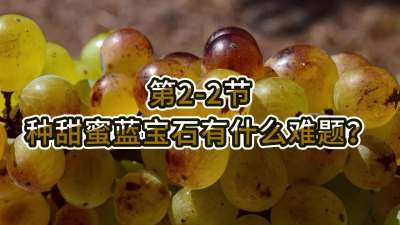 第2-2节-种甜蜜蓝宝石有什么难题？
