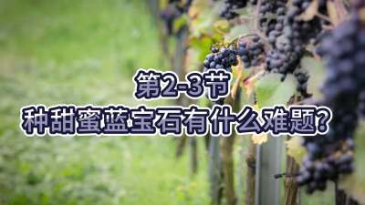 第2-3节-种甜蜜蓝宝石有什么难题？
